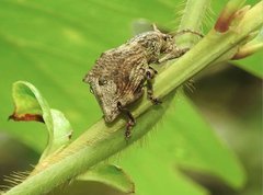 Episomus chinensis