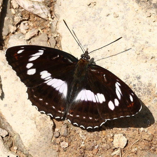 Limenitis sydyi