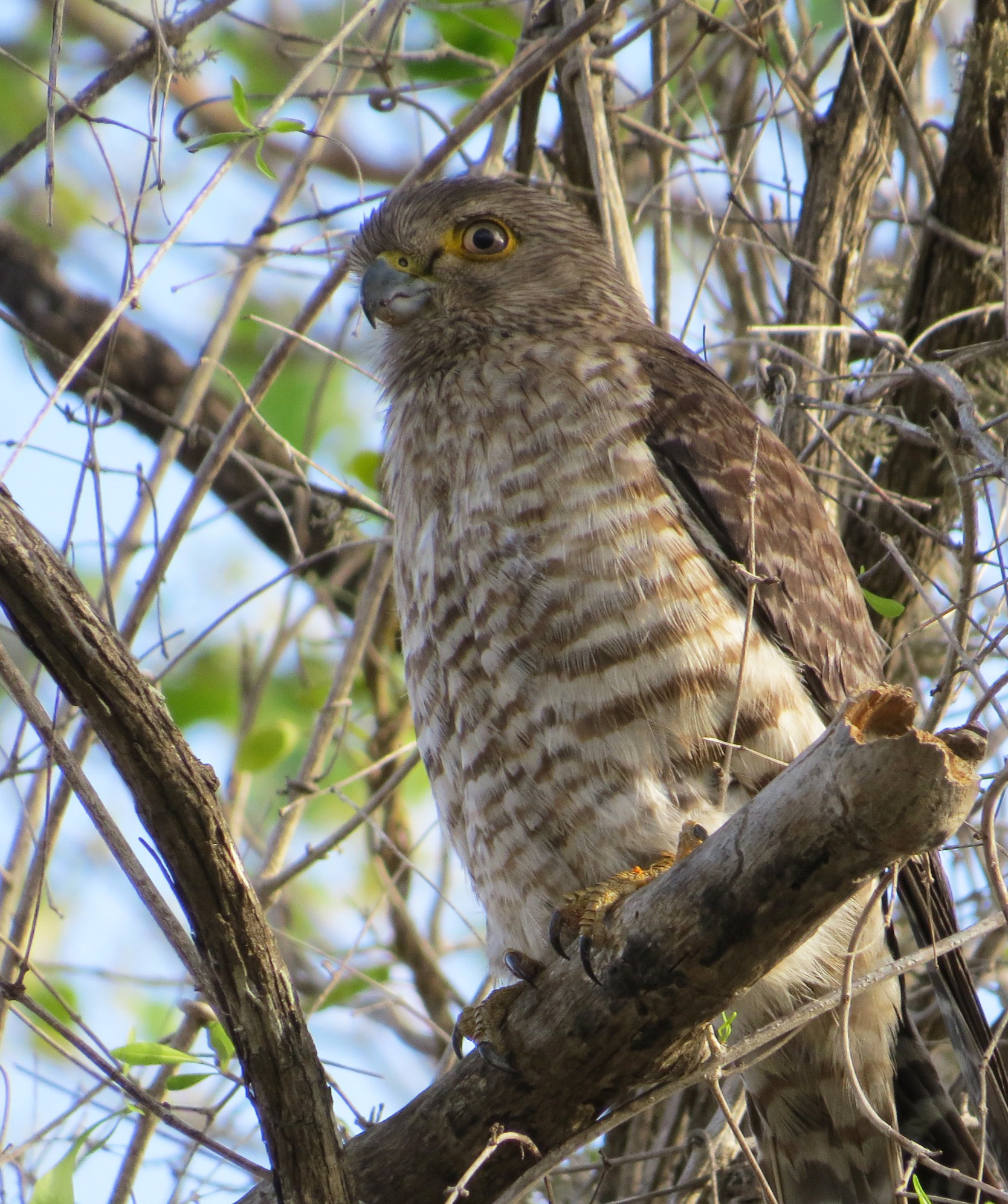 Banded Kestrel (Falco zoniventris), photo 2