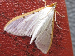 Palpita nigropunctalis