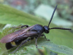 Scolia oculata