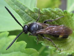 Scolia oculata