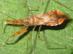 Gorpis brevilineatus