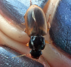 Anisodactylus sanctaecrucis