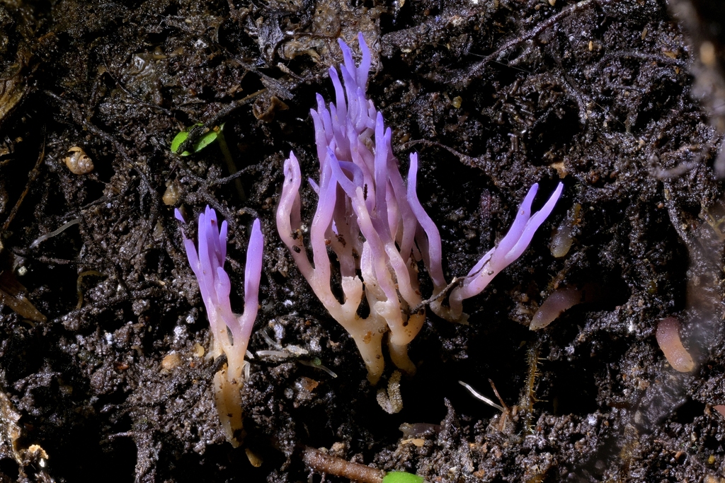 Ramariopsis pulchella · July 2025 · photo: © christopherstephens (iNaturalist, cc-by)