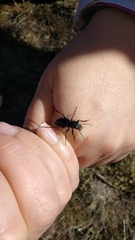 Pycnochila fallaciosa