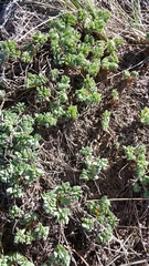 Oxalis enneaphylla