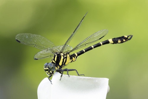 Melligomphus