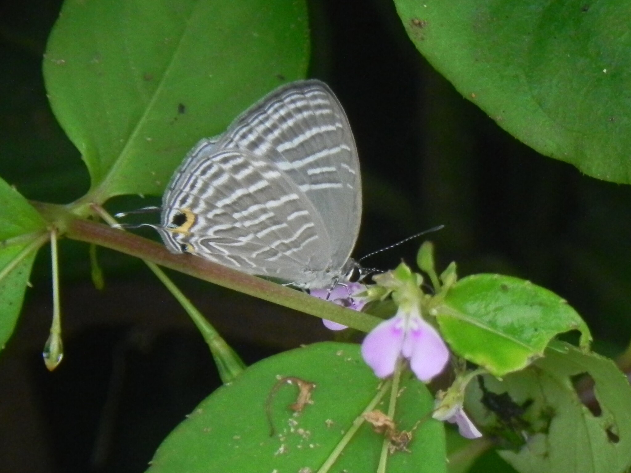 Common Cerulean