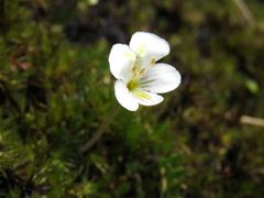 Euphrasia wettsteiniana