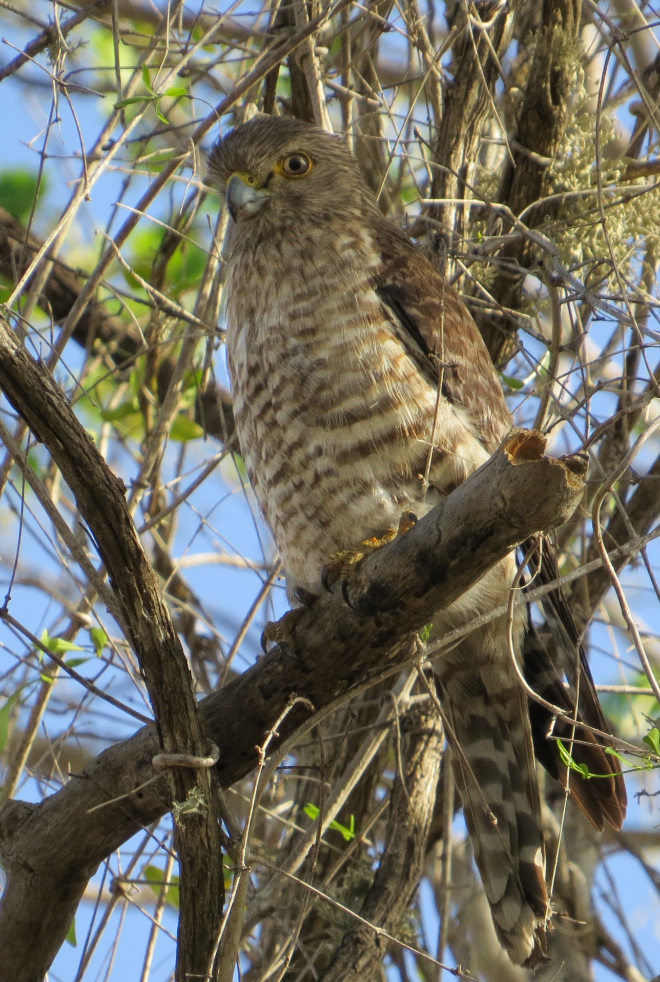 Banded Kestrel (Falco zoniventris), photo 3