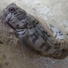 Steindachner's Rockskipper photo 3
