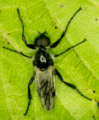 Bibio albipennis