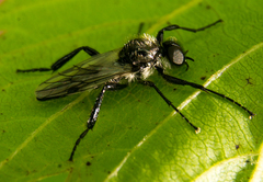 Bibio albipennis