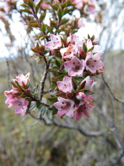 Epacris pauciflora