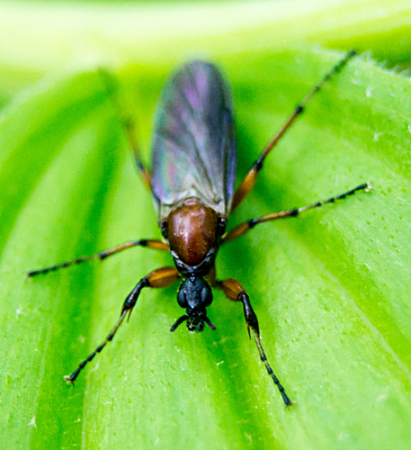 Bibio articulatus photo 4