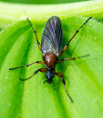Bibio articulatus