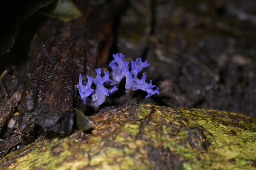 Ramariopsis pulchella · July 2025 · photo: © christopherstephens (iNaturalist, cc-by)