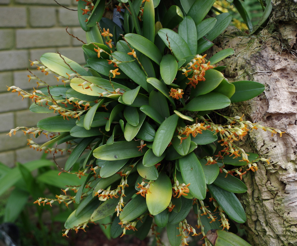 Pleurothallis tubata (Orquídeas del Bosque Mesófilo) · NaturaLista Mexico
