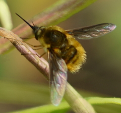 Bombylius atriceps
