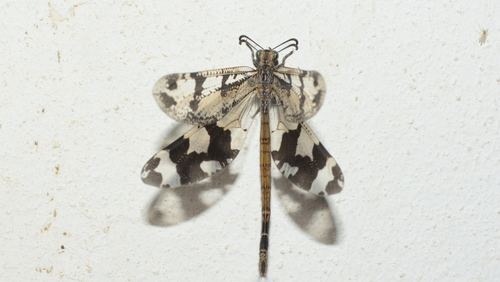 Palpares elegantulus