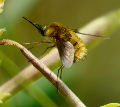 Bombylius atriceps