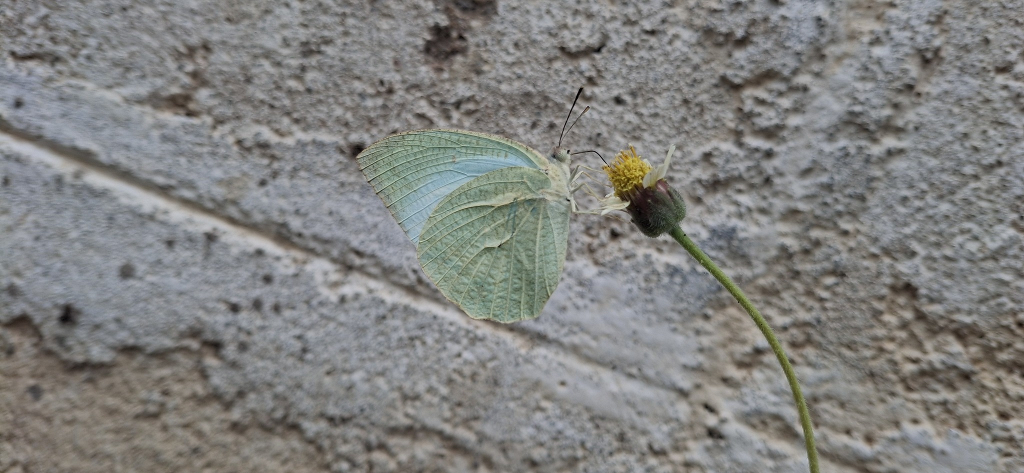 Mottled Emigrant