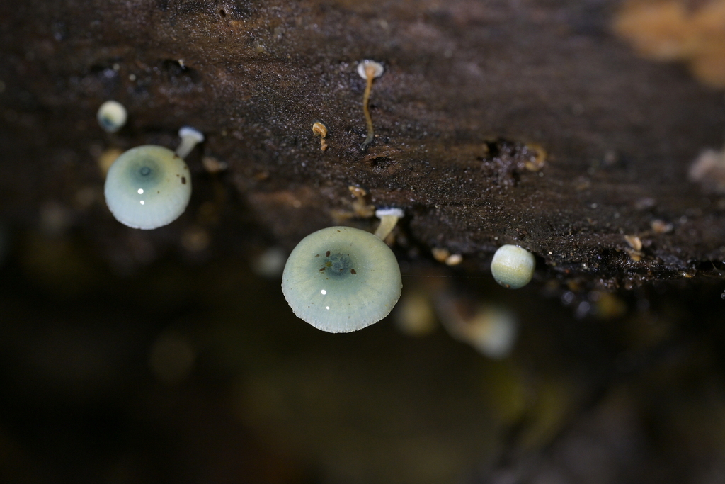 Mycena interrupta · July 2025 · photo: © christopherstephens (iNaturalist, cc-by)