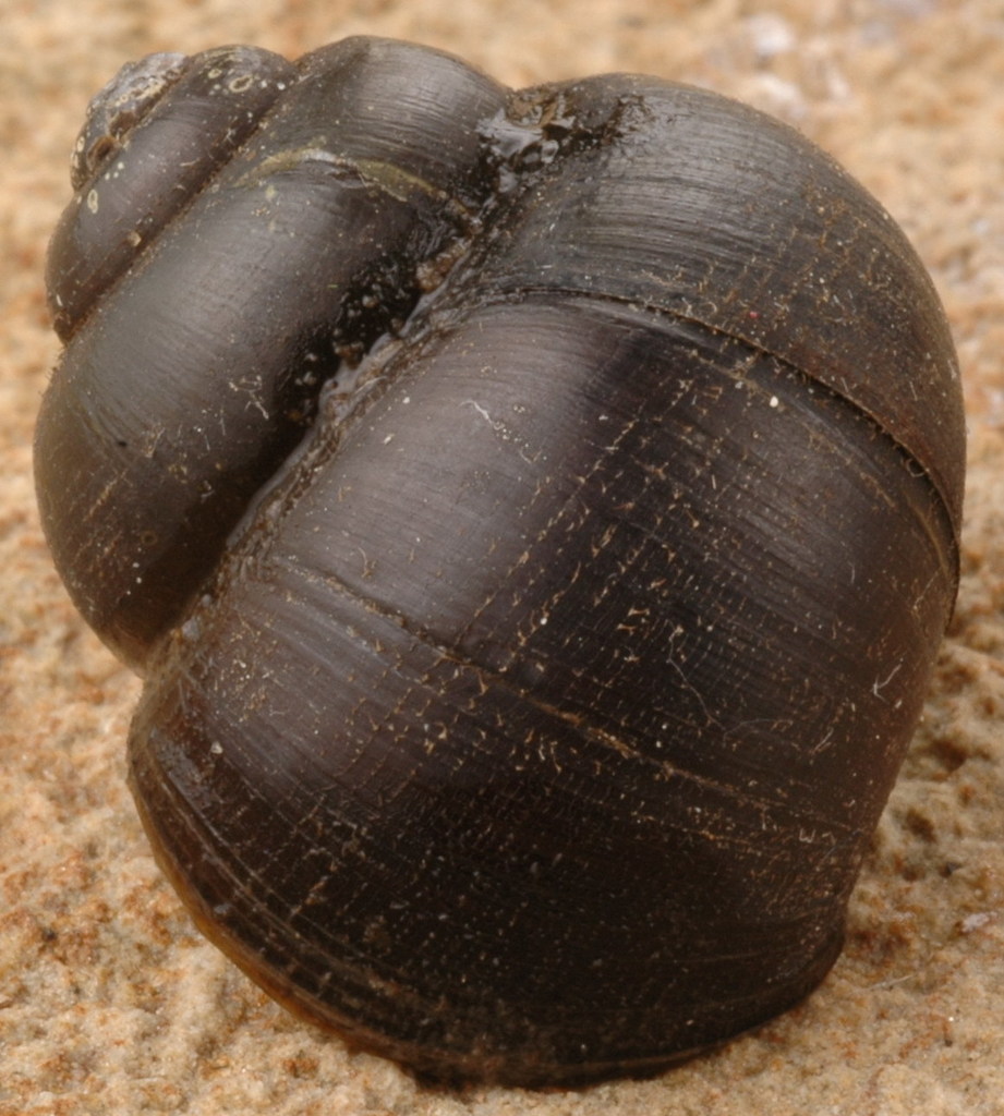 Rotund Mysterysnail