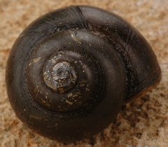 Callinina intertexta