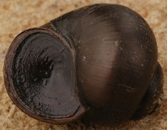 Callinina intertexta