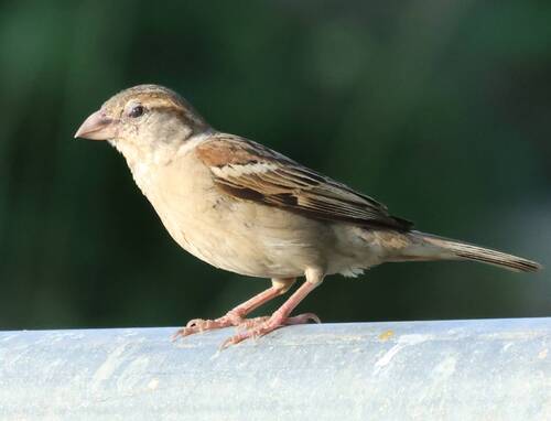 House Sparrow