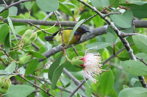 Brown-throated Sunbird