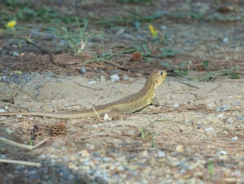 Reeves' Butterfly Lizard