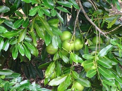 Diospyros nigra