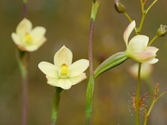 Thelymitra flexuosa