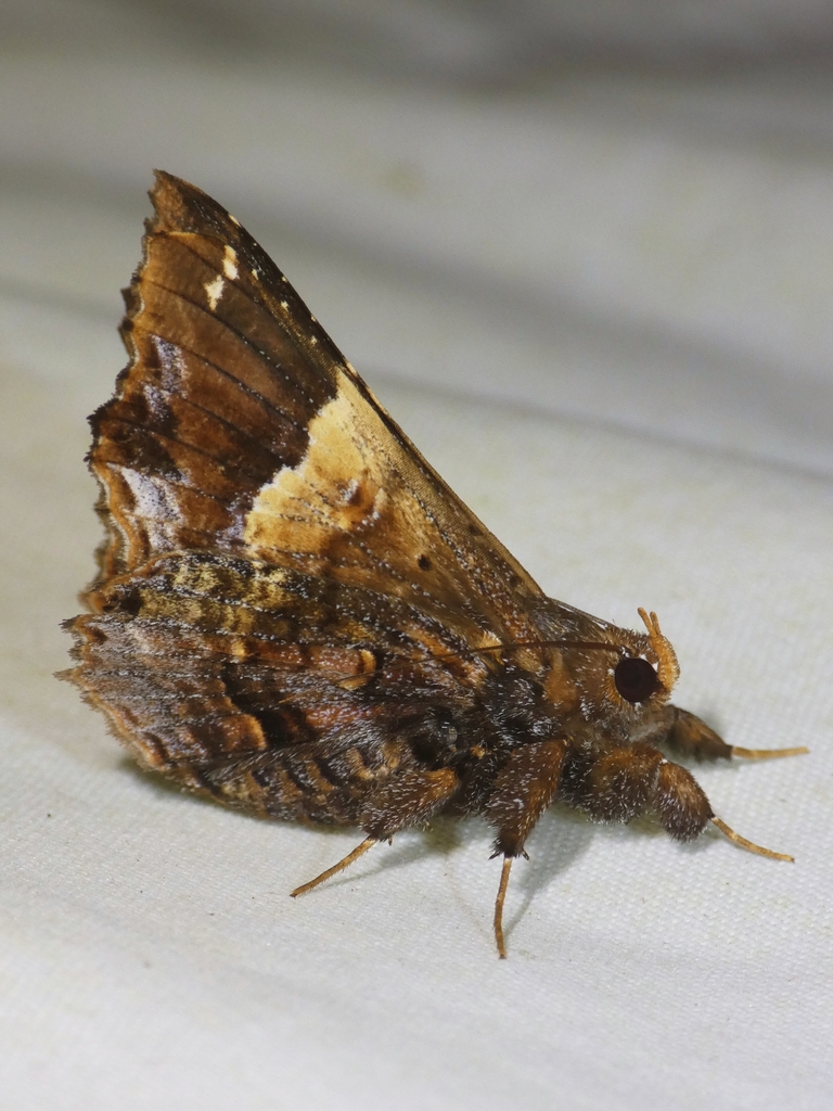 Lacera uniformis
