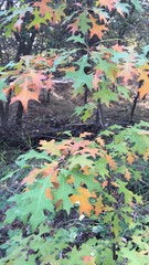 Sumpf-Eiche (Quercus palustris): Herkunft und Verwendung — Foto 3