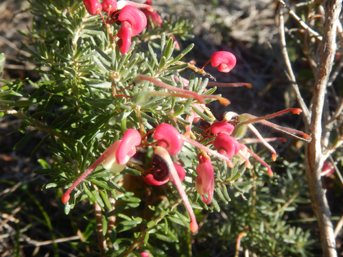 Grevillea lanigera