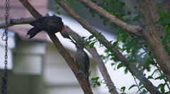 Melanerpes carolinus