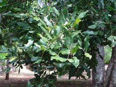 Melicoccus oliviformis