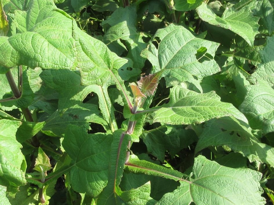 Yacon (Smallanthus sonchifolius) 1G