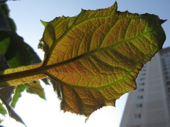 Polymnia sonchifolia