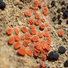 Rufoplaca arenaria