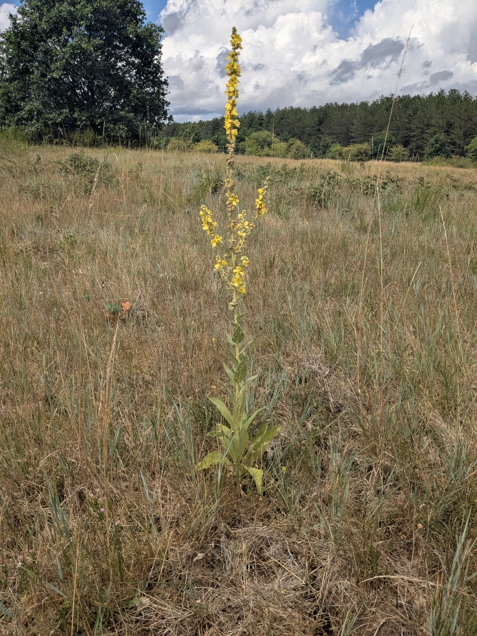 Common mullein