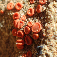 Rufoplaca arenaria