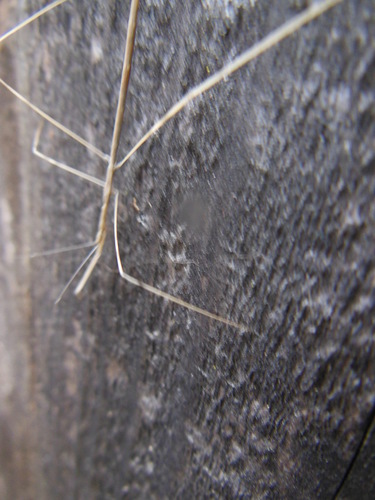 Emesaya brevipennis photo 5