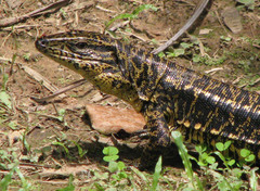 Tupinambis teguixin