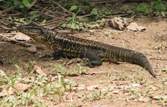 Tupinambis teguixin
