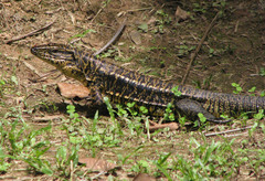 Tupinambis teguixin